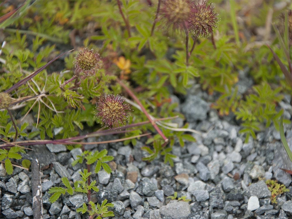 Acaena anserinifolia